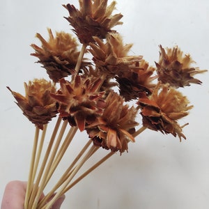 10 x Dried Leucadendron Plumosum Cones Natural Color - Stemmed - Wedding Flowers - Bridal Bouquets - Floral Arrangement