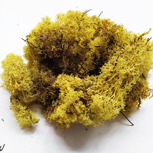 PRESERVADO Reno Musgo Amarillo - 100g