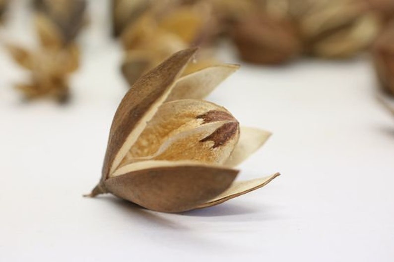 Dried Lily Flowers Natural Floral and Craft Decoration Etsy