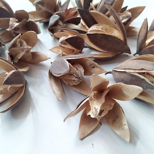 Dried Lily Flowers - Natural Floral And Craft - Decoration - Box of 20