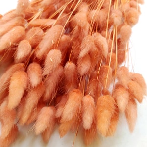 Dried Bunny Tail Grass ORANGE Bunch - Wedding Decoration - Rustic Bouquets - Wreaths - 80-100 STEMS!