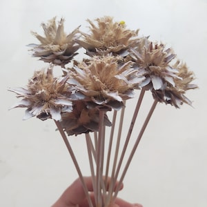 10 x Dried Leucadendron Plumosum Cones CREAM Color - Stemmed - Wedding Flowers - Bridal Bouquets - Floral Arrangement