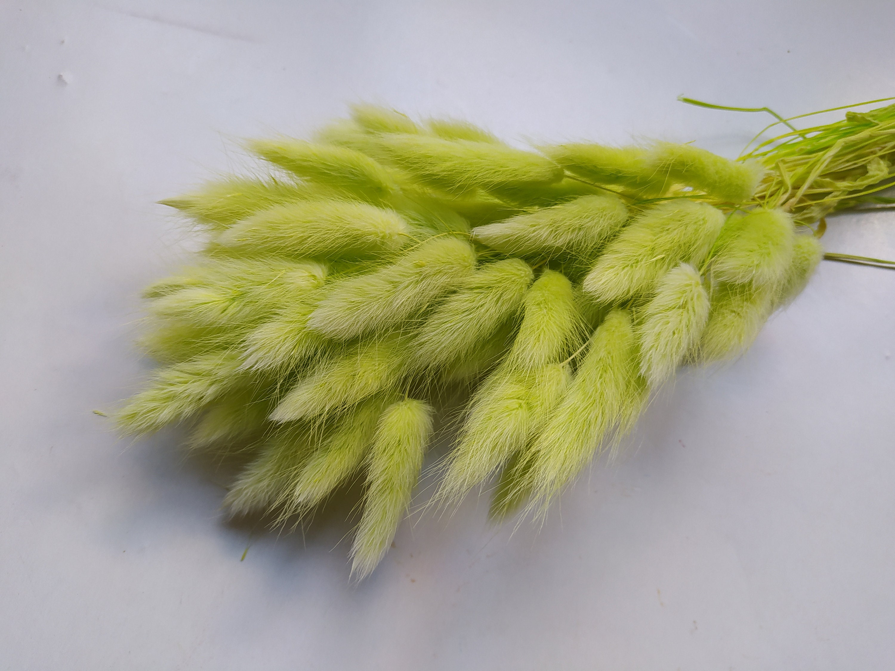 Flowers Plants Outdoor & Gardening Dry Bunny Tail Grass Preserved