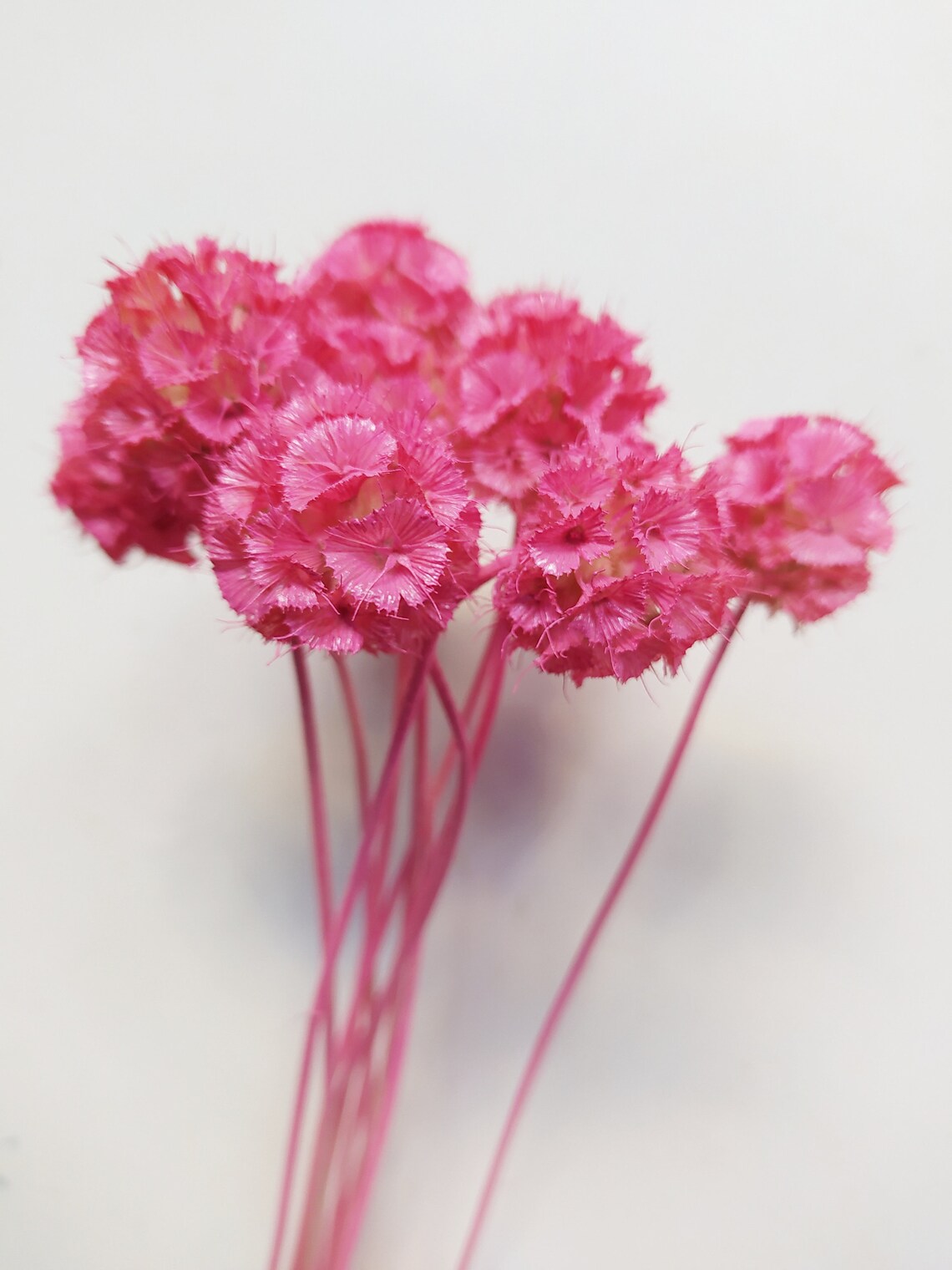 Dried Scabiosa Stellata Pods Hot Pink Color For Bouquets Etsy