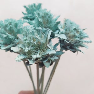 10 x Dried Leucadendron Plumosum Cones TURQUOISE Color - Stemmed - Wedding Flowers - Bridal Bouquets - Floral Arrangement