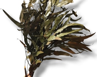 STUNNING! Preserved Olive Eucalyptus Nicholii Bunch Colored - Rustic Bouquets - Wreaths - Floral Arrangement