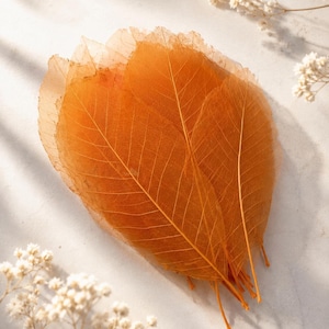 May include: A collection of translucent, skeletonized leaves in a vibrant orange hue. Each leaf displays a delicate, intricate network of veins, showcasing a fine, lace-like texture. The leaves are layered together, creating a fan-like arrangement.