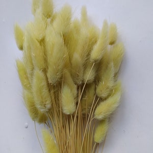 Dry Bunny Tail Grass PISTACHIO Bunch Décoration de mariage Bouquets rustiques Couronnes image 2