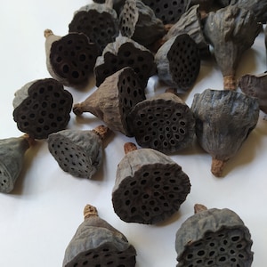30 x getrocknete MINI Lotus Pods Natürliche Farbe - Getrocknete Lotus Pods - Natürliches Dekor - Rustikales Dekor - Lotus Blumenarrangement