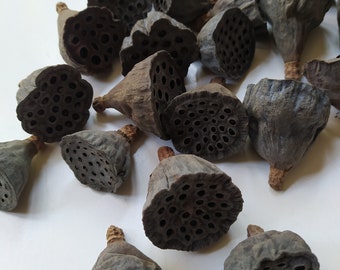 30 x Dried MINI Lotus Pods Natural Color - Dried Lotus Pods - Natural Decor - Rustic Decor - Lotus Flower Arrangement