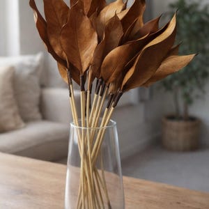 Natürliche Magnolienblätter (20): Blumenschmuck Bastelbedarf