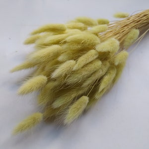 Dry Bunny Tail Grass PISTACHIO Bunch Décoration de mariage Bouquets rustiques Couronnes image 1