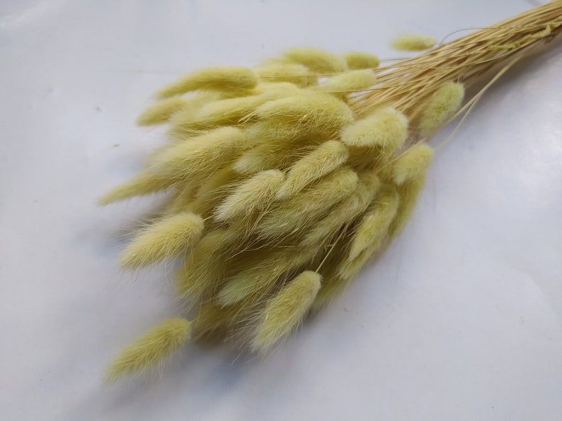 Dry Bunny Tail Grass PISTACHIO Bunch Décoration de mariage Bouquets rustiques Couronnes image 1