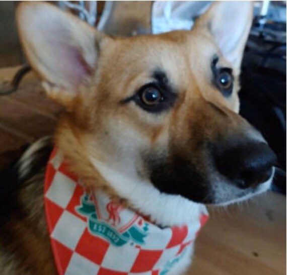 liverpool fc dog bandana