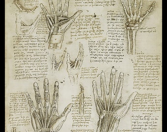 Anatomy - Metacarpal (Human Hand) - anatomical study - vintage image
