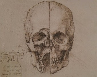 Anatomy - Skull - Cranium Study - Vintage Image