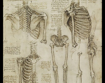 Anatomy - Human Skeletal Structure - Upper Ribcage - vintage image by LeoNardo DaVinci