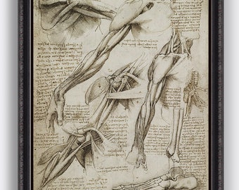 Anatomy - Arm detail - anatomical study - vintage image