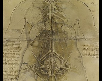 Anatomy - Human Organs Detail - anatomical study - vintage image