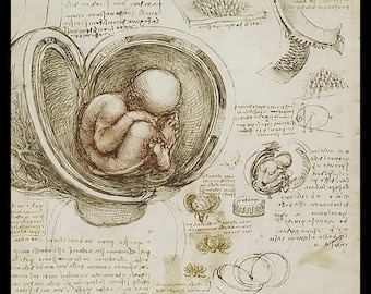 Anatomy - Embryo Baby - anatomical study - vintage image