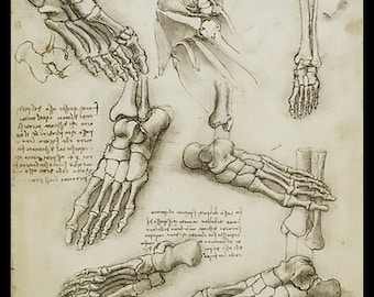 Anatomy - Metatarsal (Human Foot) - anatomical study - vintage image