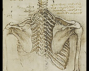 Anatomy - Human Back - Skeletal Structure