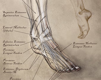 Anatomy - Metatarsal (Foot) Study - Vintage Image  - Various Sizes