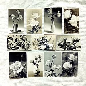 Des roses sur des cartes postales, des années 60-70, de vraies photos en noir et blanc