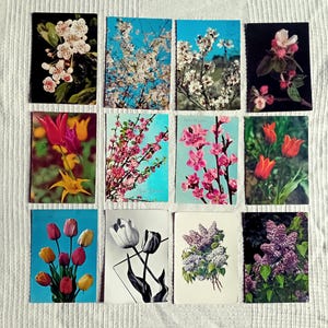 Spring Flowers, Set of 12 Postkarten, 1980er Jahre, Farbfotos, gebraucht und ungebraucht, Vintage, ungarisch und deutsch