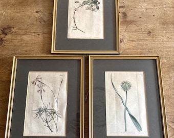 Set von 3 antiken botanischen Zeitschriftendrucken Edwards Sansom aus den Jahren 1807 - 1811 mit Rahmen