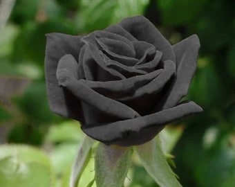 Black rose flower seeds - 20 seeds - 001