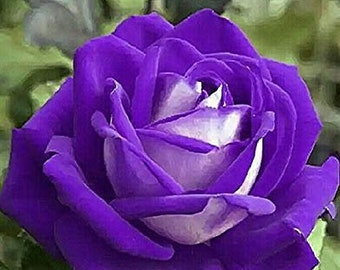 紫と白のバラの花の種 - 20粒 - コード370 - Etsy 日本