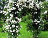 Climbing white roses seeds - 20seeds - code 386