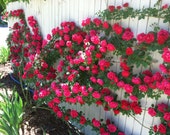 Climbing fuchsia roses,381, fuchsia rose,roses seeds,planting roses,growing roses from seeds