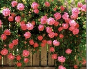 Climbing water pink roses - 20 seeds-code 384