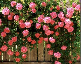 Tangerine Skies Arborose Climbing Rose Plant Potted Large Etsy