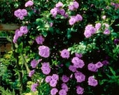 Climbing purple roses seeds- 20seeds - code 383
