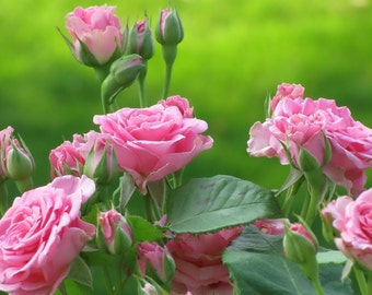 rose♤rose Heirloom Roses - Star-Crossed Lovers™ Hybrid Tea Rose Bush