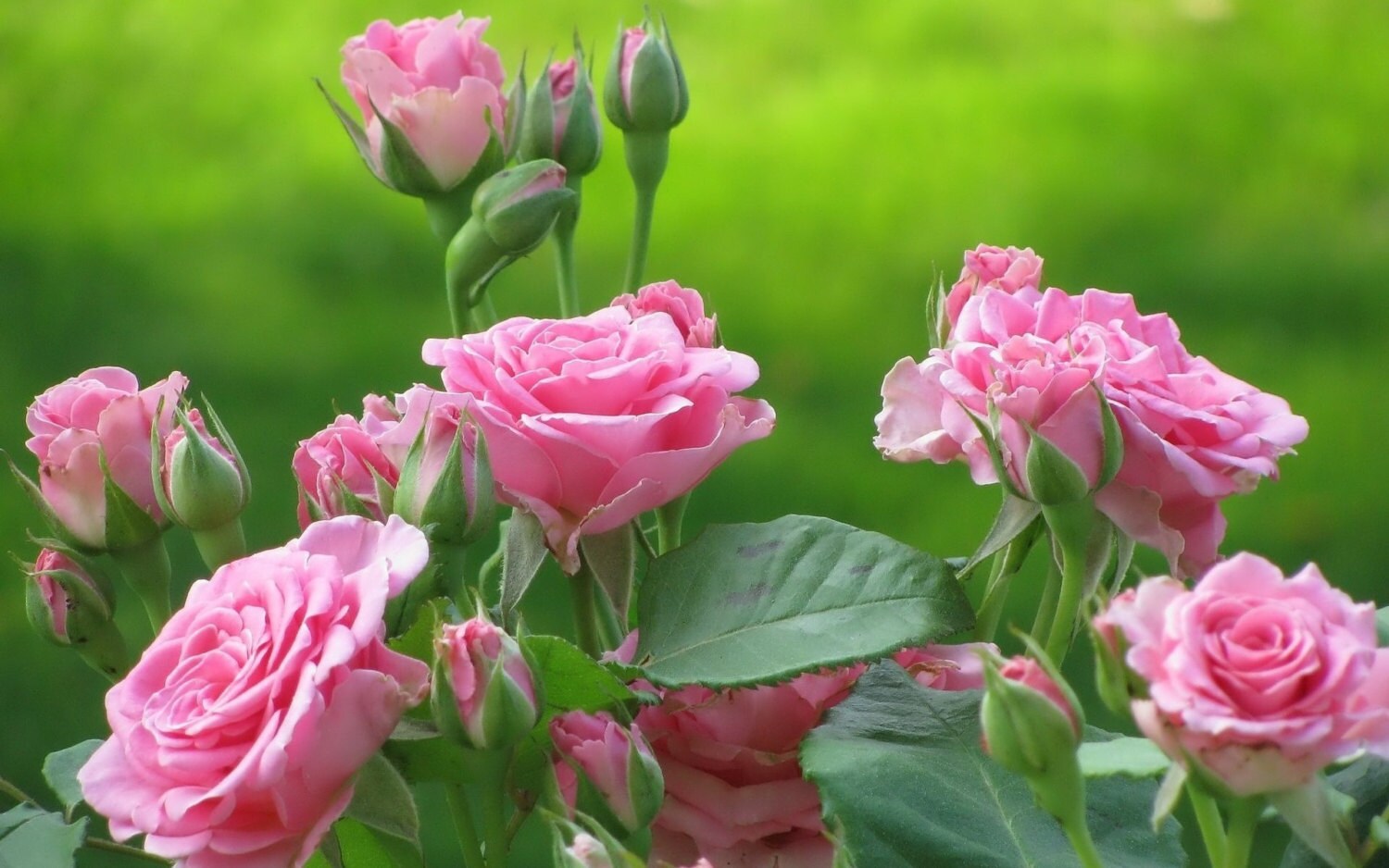 Pink Roses Seeds - 20 Seeds - Code 009 - Etsy Canada