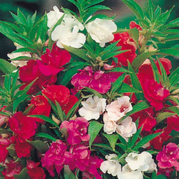 40 HEIRLOOM BALSAM FLOWER SEEDS MIX PERENNIAL 40 HEIRLOOM BALSAM FLOWER SEEDS MIX PERENNIAL