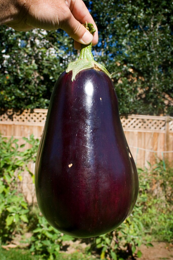 Semi di melanzana annuale - Florida Market - Seeds by Design