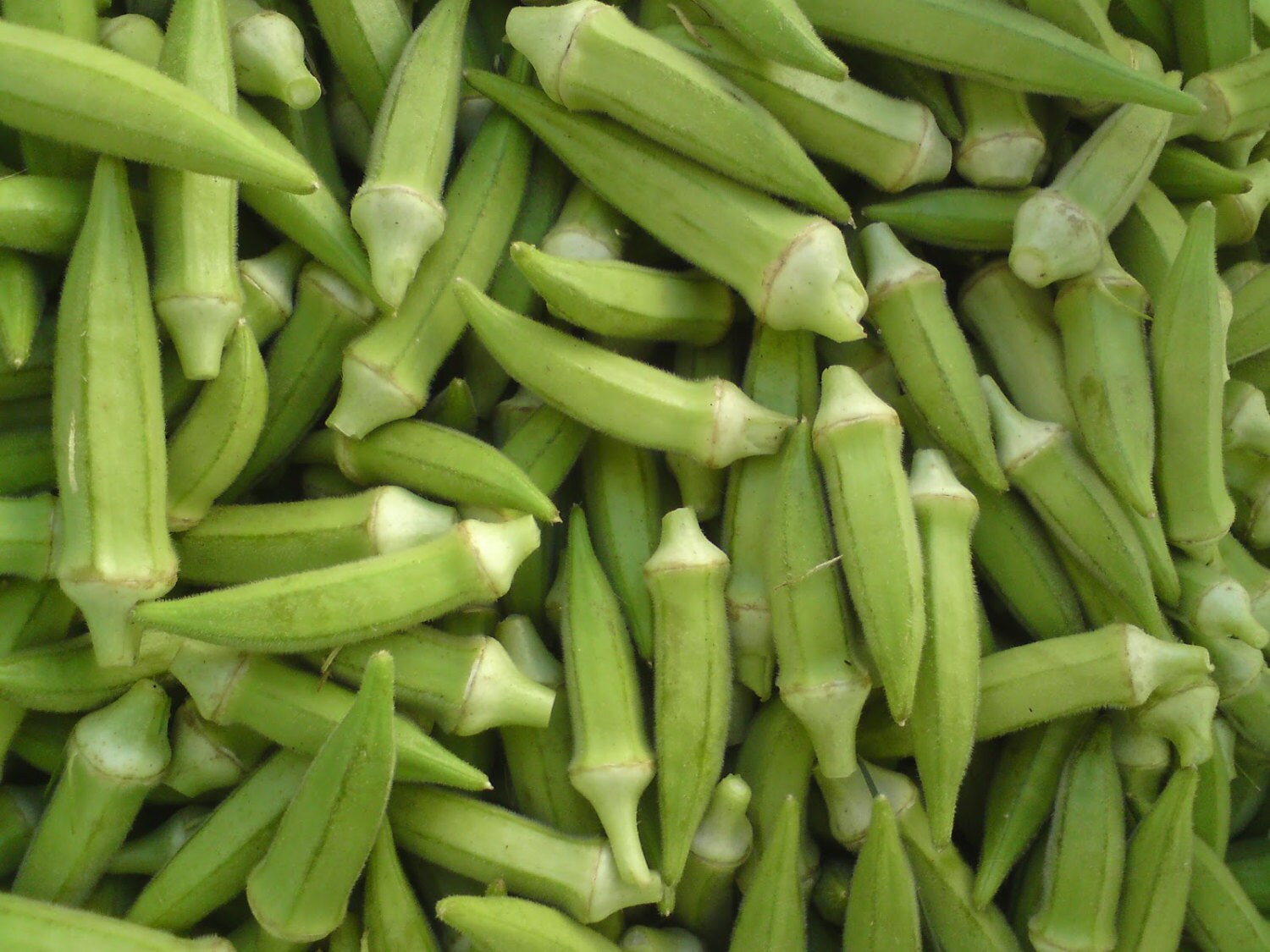 Okra gumbo seedscode 142gardeninggreek seeds winter seeds Etsy