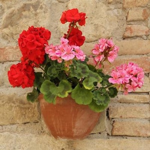 Peut inclure: Un pot de fleurs en terre cuite rempli de géraniums rouges et roses. Les géraniums ont un feuillage vert luxuriant et sont placés contre un mur en pierre texturée, créant un affichage coloré de la nature.