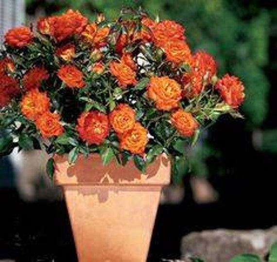 Orange Miniature Rose Seeds- Choose the Color- 20 Seeds - Code 674 - Etsy  Hong Kong