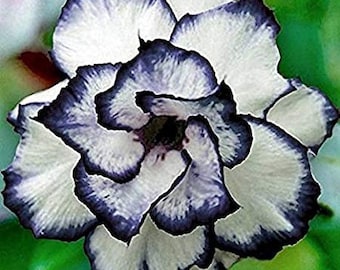 Sementes de rosa branca de coração preto - 20 sementes - código 369