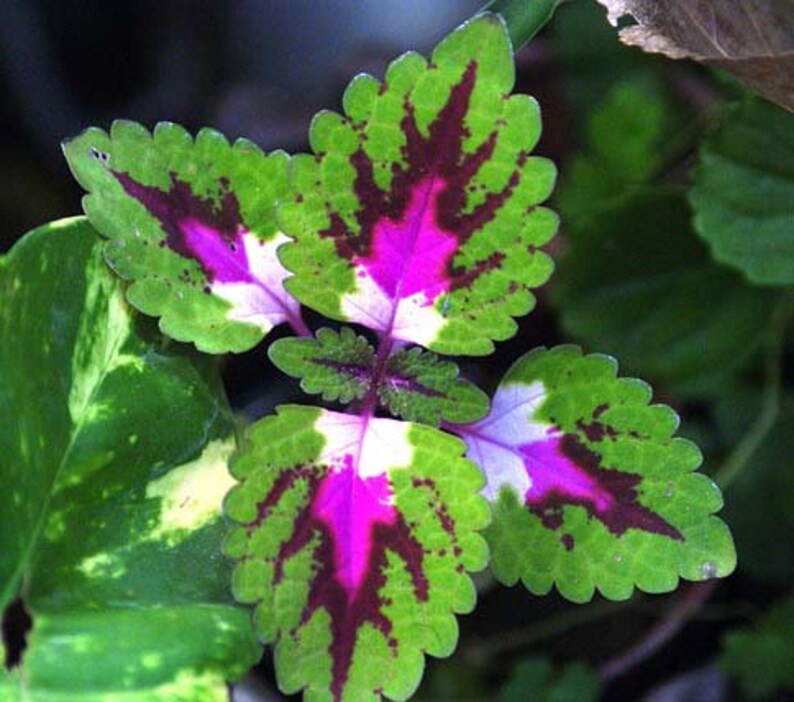 100 Graines Coleus Rainbow Mix - Plante D'intérieur Annuelle Colorée - Facile à Cultiver - Semis Décoratif - 13