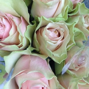 Sementes de rosas brancas e verdes rosa - 20 sementes - código 182