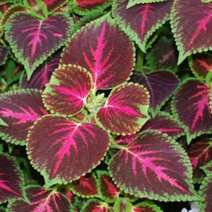 Coleus Regenbogen Mix Samen - 100 SAMEN - Code 429