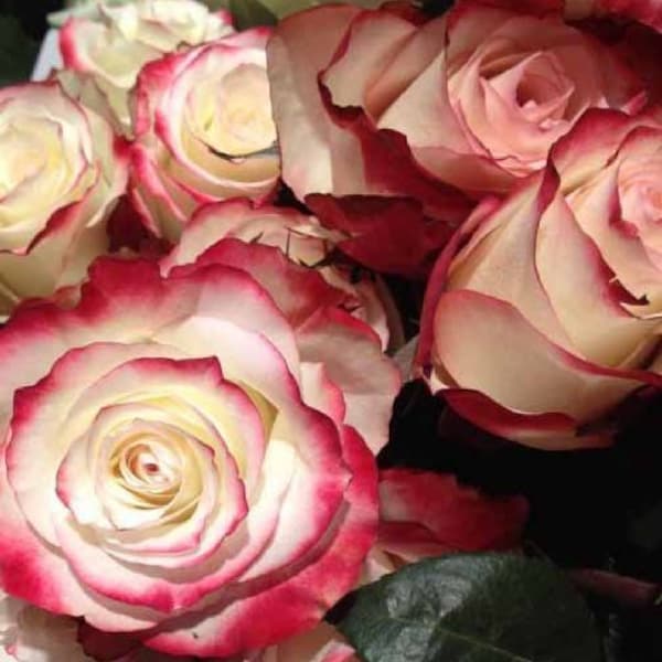 Graines de roses blanches rose vif - 20 graines - code 606