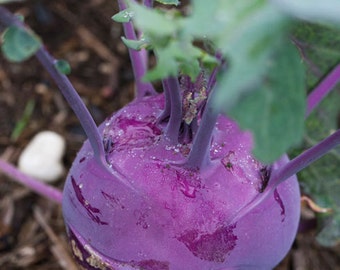 Kohlrabi seeds, Kohirabi purple red seeds code 145